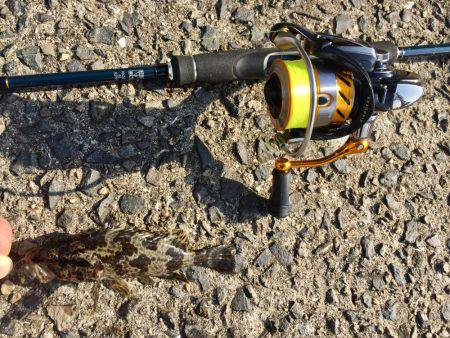 タケノコメバリング