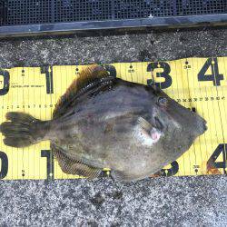 レンタルボートでカワハギゲーム