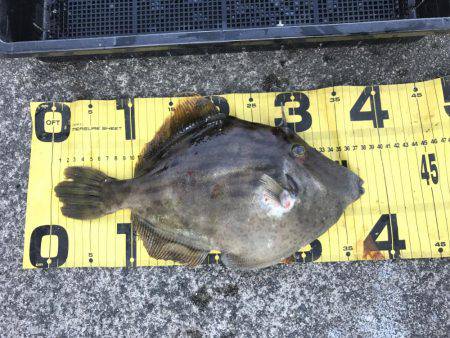 レンタルボートでカワハギゲーム