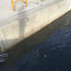 超湾内エギング