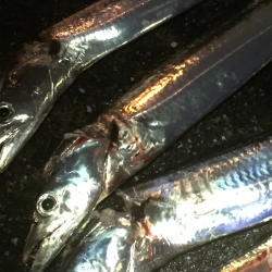 雨上がりのタッチー求めて！