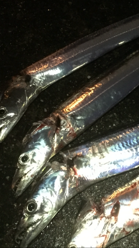 雨上がりのタッチー求めて！