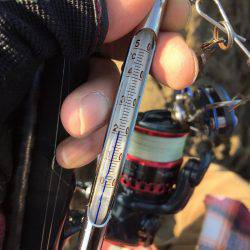 デイエギングでアオリイカ