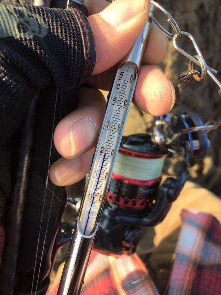 デイエギングでアオリイカ