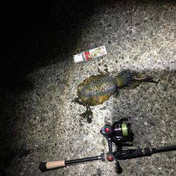 タチウオ狙いに行ったけど