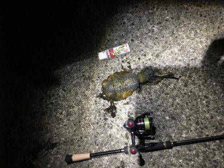 タチウオ狙いに行ったけど