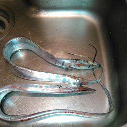 タチウオ&アジング