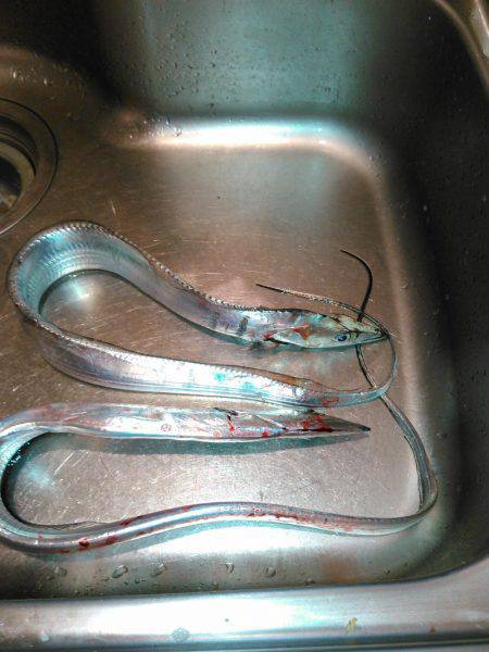 タチウオ&アジング