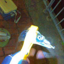 タチウオ&アジング