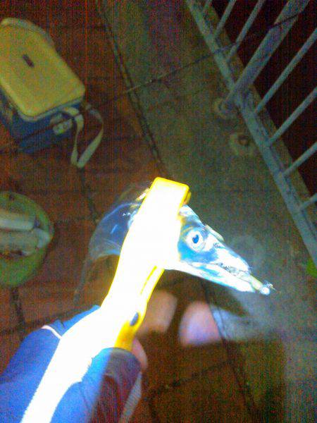 タチウオ&アジング