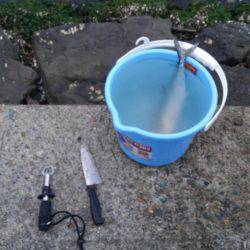 サゴシ釣れたー