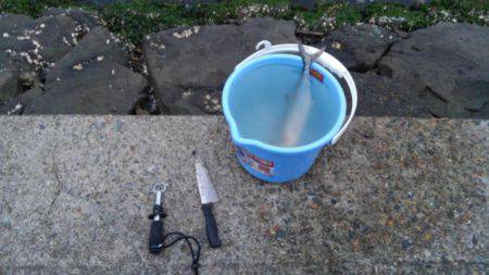 サゴシ釣れたー