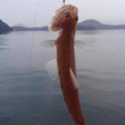 エソしかおらん