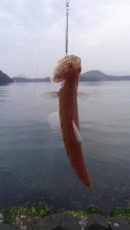 エソしかおらん