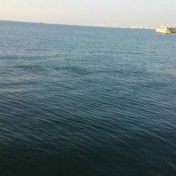 カタクチイワシは、いるけと？