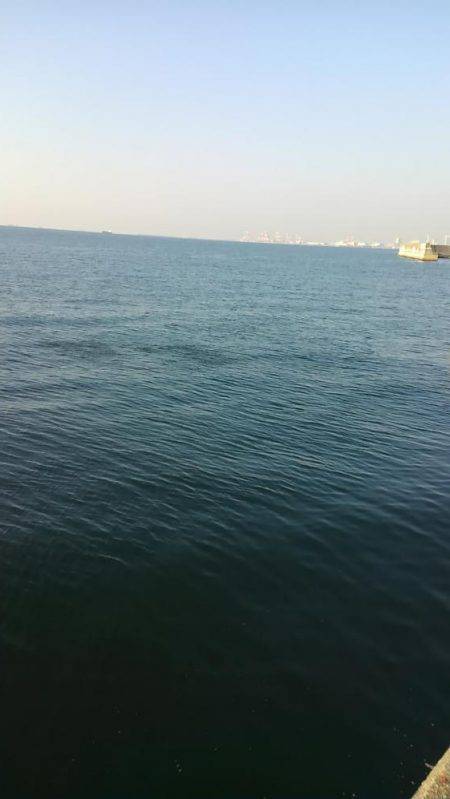 カタクチイワシは、いるけと？