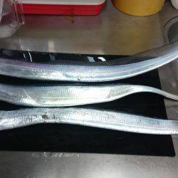 青物が釣りたい！