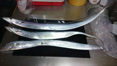 青物が釣りたい！