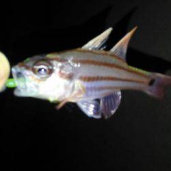 白浜ライトゲーム