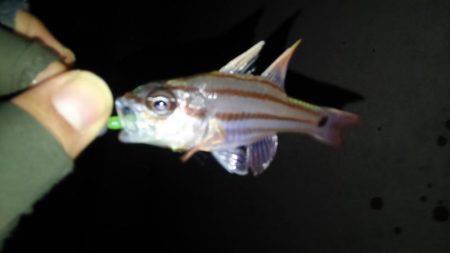 白浜ライトゲーム