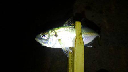 湾奥ロックゲーム開幕!