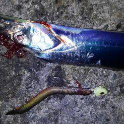 翼港、タチウオ