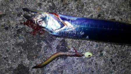 翼港、タチウオ