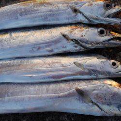 南芦屋浜でメーターオーバー