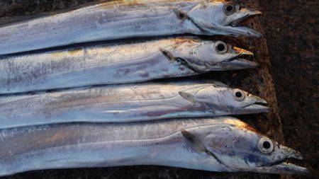 南芦屋浜でメーターオーバー