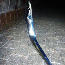 久しぶりの夕方からのタチウオ