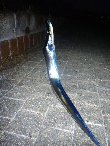 久しぶりの夕方からのタチウオ