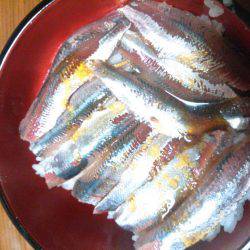 サビキでマイワシ