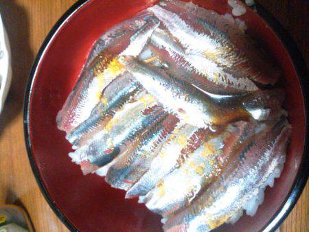 サビキでマイワシ