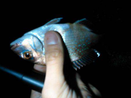 根魚不発チャリコ祭り