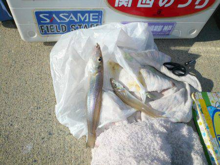 今回も富島漁港でキス狙い