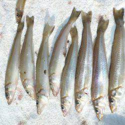 久しぶりに浦港へ釣行しました