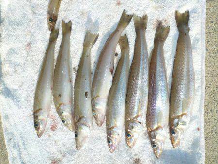 久しぶりに浦港へ釣行しました