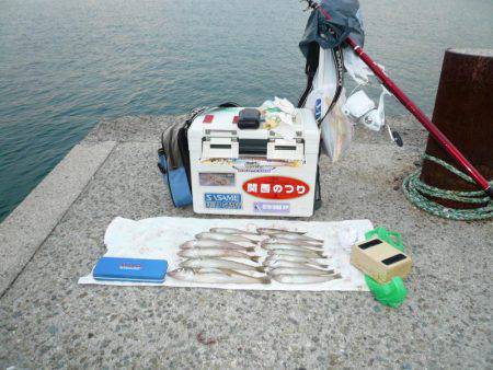 西淡落ち不発で浦港で良型キスゲット