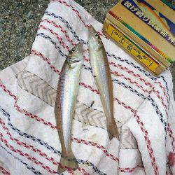 おのころアイランドで良型キスゲット