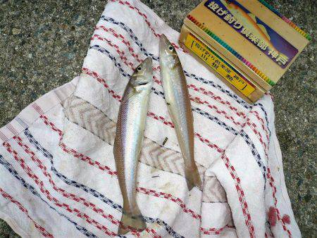 おのころアイランドで良型キスゲット