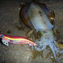 サイズが出ない