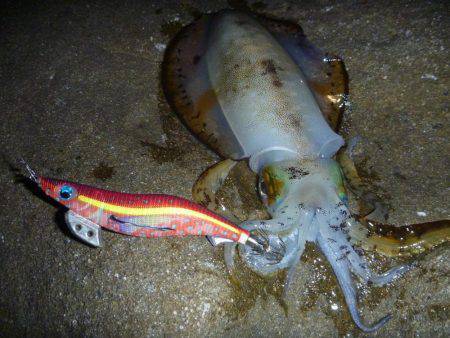 サイズが出ない