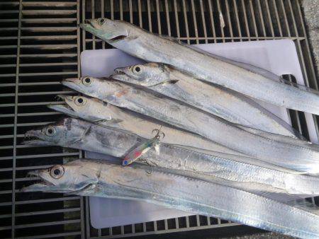 久しぶりのタチウオ