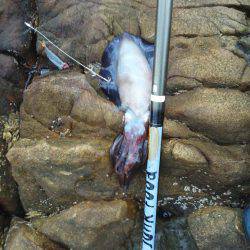 こんなん出ました・・・アオリイカ・・・