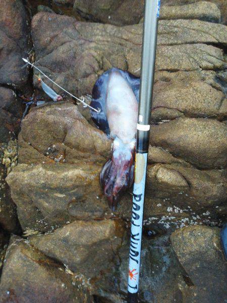 こんなん出ました・・・アオリイカ・・・