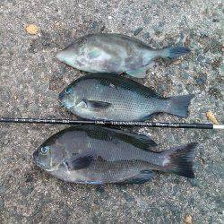 秋のメジナ狙い