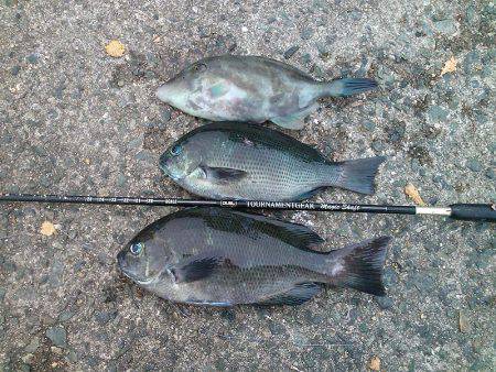 秋のメジナ狙い