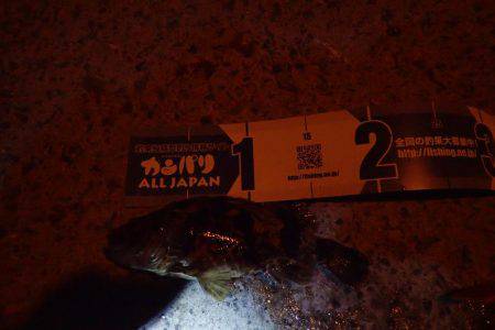 メバリング・・・