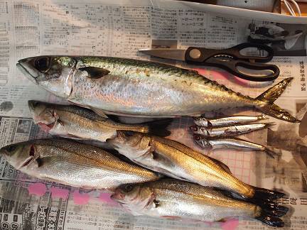 大サバ　キャッチ