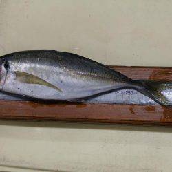 シャクシャク尺